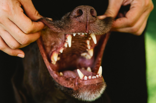 Vse, kar morate vedeti o pasjih zobeh in dentalnem zdravju 🦷🐶